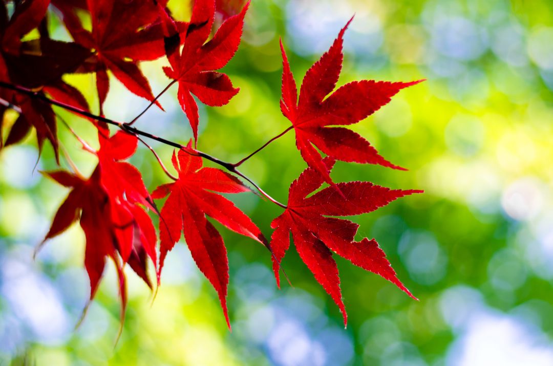 ✓[122195+] Red Maple Leaves Leaves Outdoors Plants Twigs - Android / iPhone HD  Wallpaper Background Download (png / jpg) (2023)