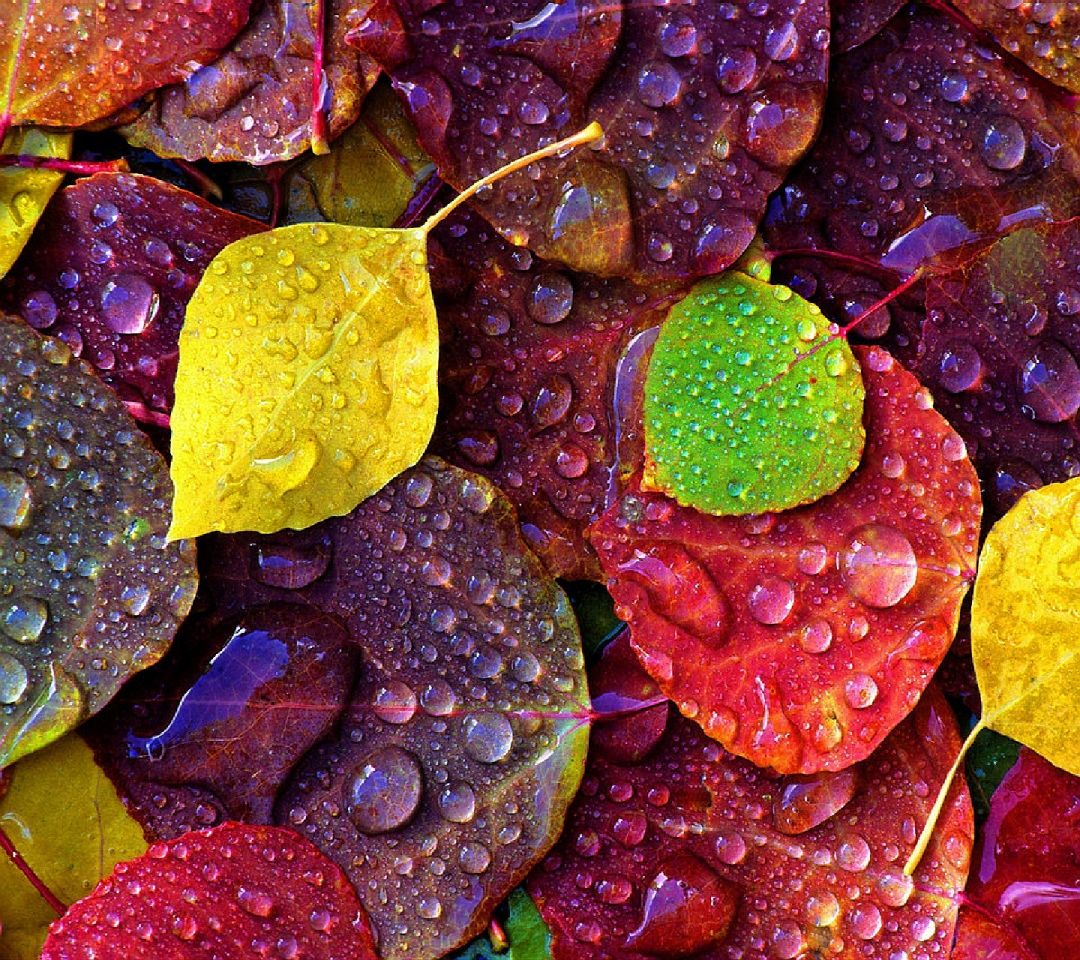 ✓[122195+] Leaves Fall Nature Water Drops - Android / iPhone HD Wallpaper  Background Download (png / jpg) (2023)