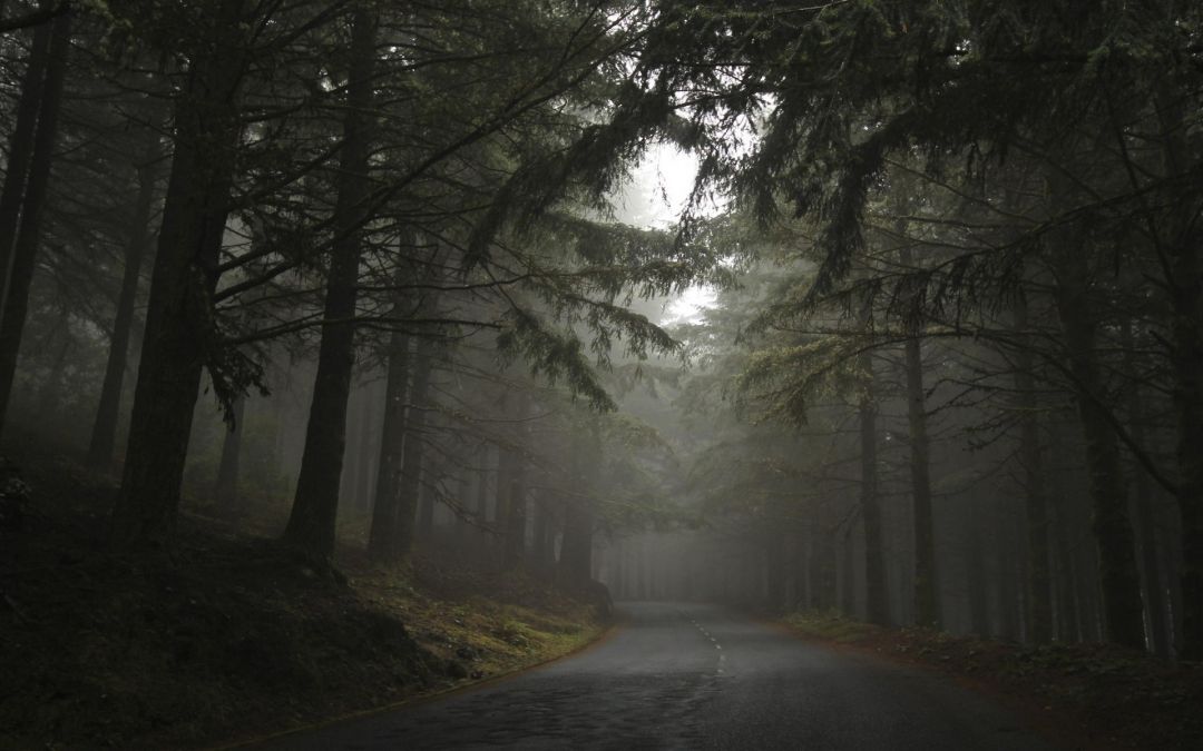 ✓[122195+] Road Nature Landscape Mist Hills Trees Dark Forest Morning -  Android / iPhone HD Wallpaper Background Download (png / jpg) (2023)