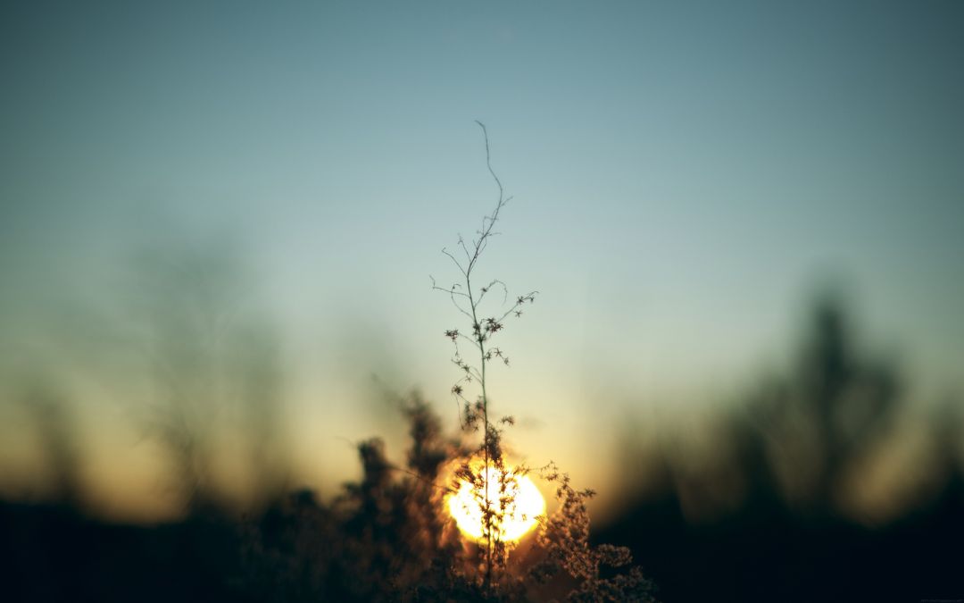 ✓[122195+] Sun Dry Grass Sunset Nature Macro - Android / iPhone HD Wallpaper  Background Download (png / jpg) (2023)