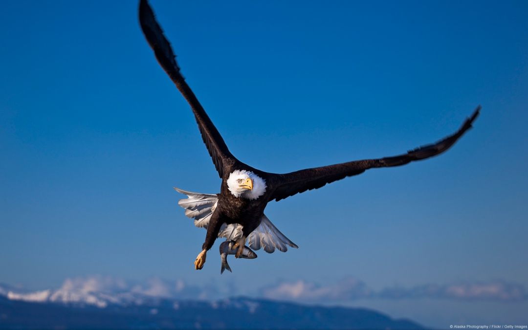 ✓[122195+] Eagle Nature Birds Landscape Wildlife Animals Bald Eagle -  Android / iPhone HD Wallpaper Background Download (png / jpg) (2023)
