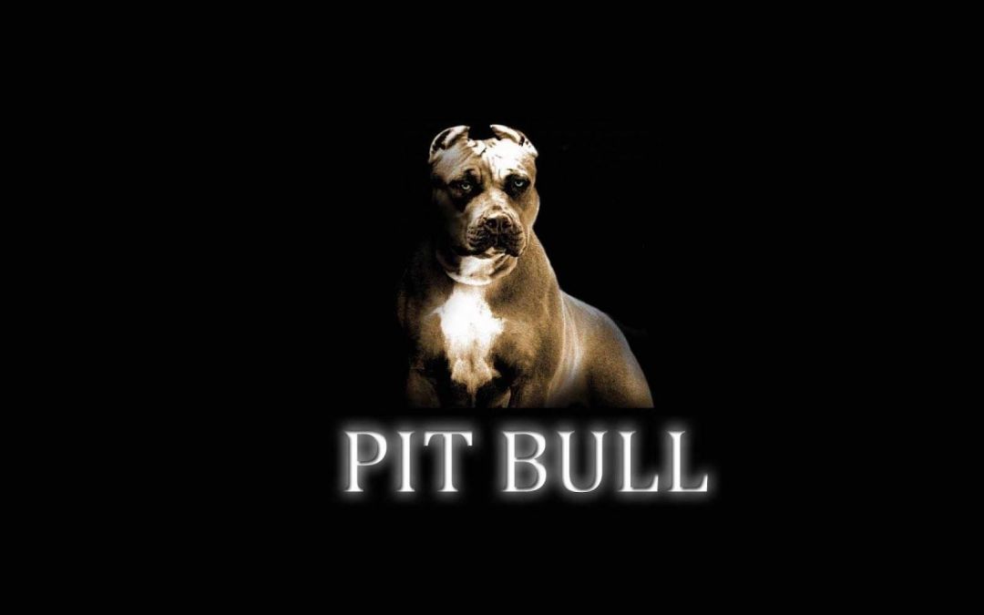 ✓[75+] pitbull dog wallpaper - Android / iPhone HD Wallpaper Background  Download (png / jpg) (2023)
