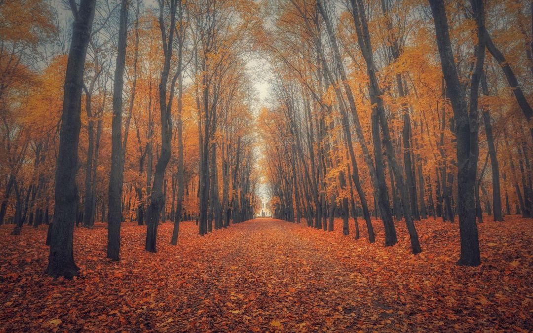 ✓[80+] Beautiful Nature Wallpaper Big Size with Autumn Forest Picture -  Android / iPhone HD Wallpaper Background Download (png / jpg) (2023)