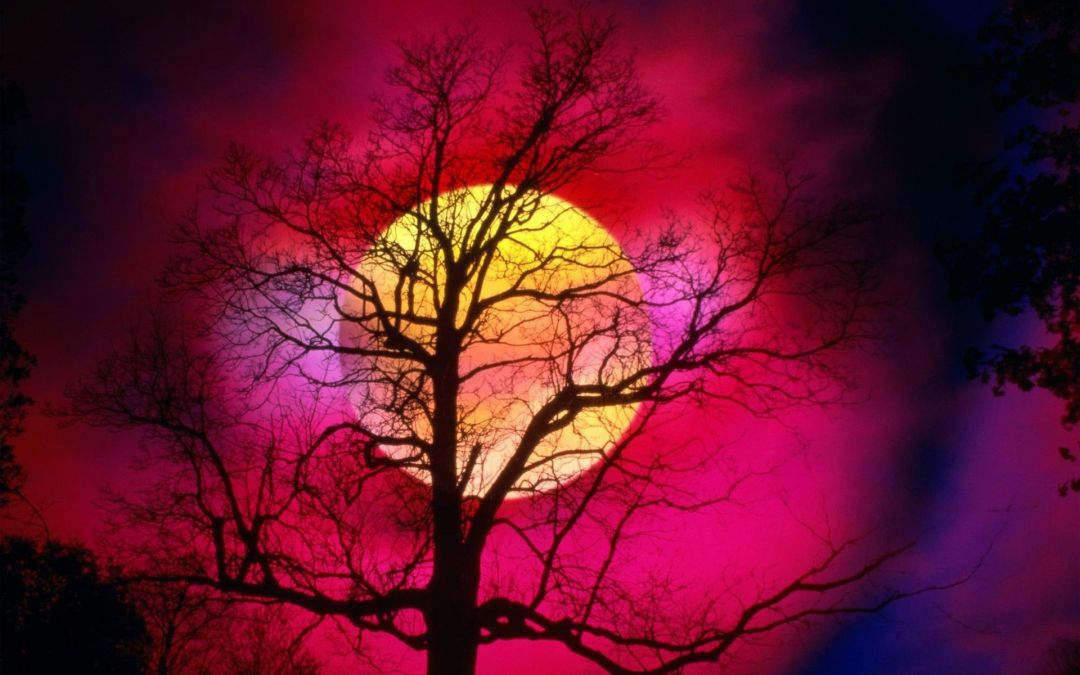 ✓[80+] Sunsets: Moon Sunrise Beautiful Colourful Big Red Promise Tree Sky -  Android / iPhone HD Wallpaper Background Download (png / jpg) (2023)