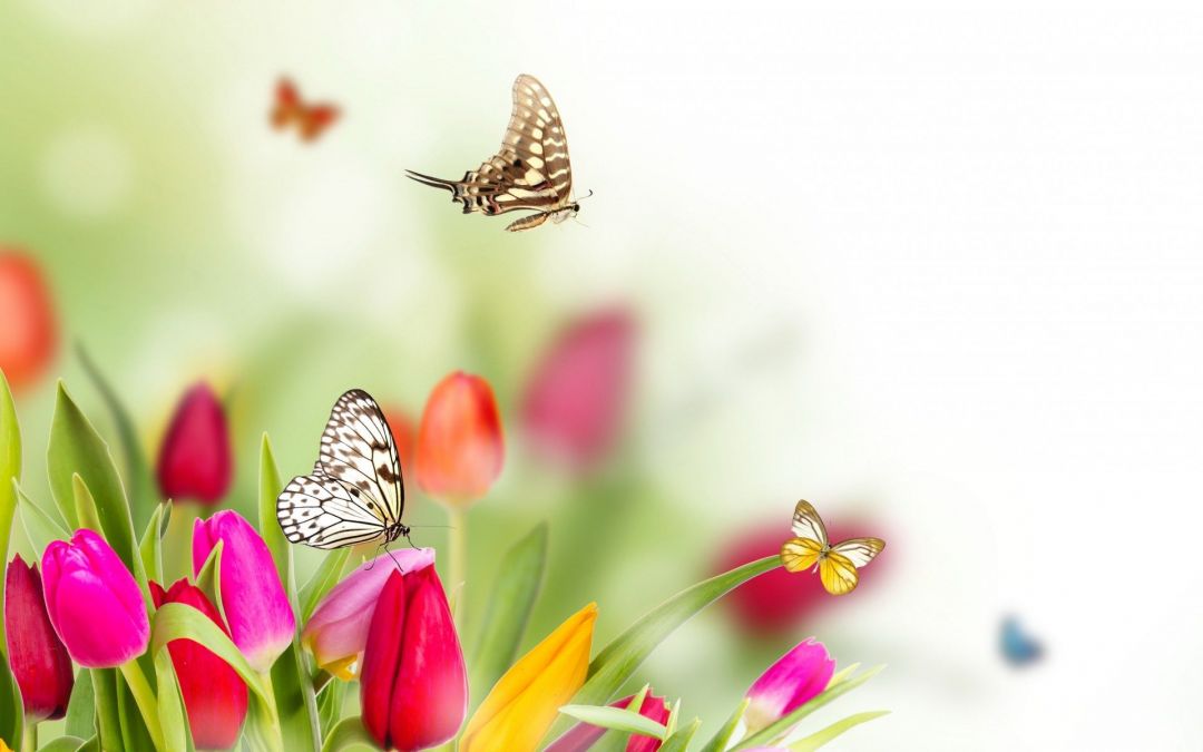 ✓[90+] Spring flowers tulips butterflies wallpaper. 1920x1200. 68582 -  Android / iPhone HD Wallpaper Background Download (png / jpg) (2023)