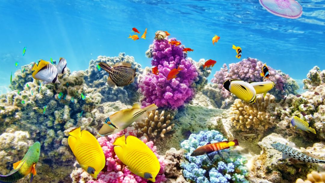 ✓[60+] Coral Reef Wallpaper HD - Android, iPhone, Desktop HD Backgrounds /  Wallpapers (1080p, 4k) (png / jpg) (2023)