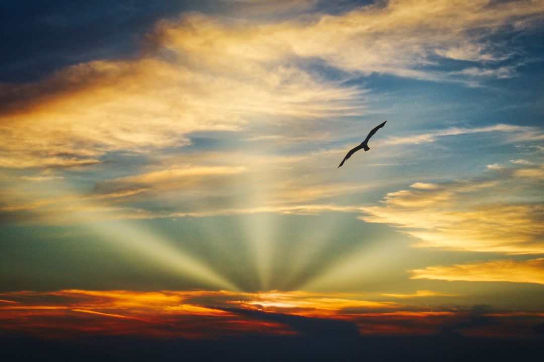 ✓[3585+] Bird Flying Sunset Evening View Clouds Beautiful Sky - Android /  iPhone HD Wallpaper Background Download (png / jpg) (2023)