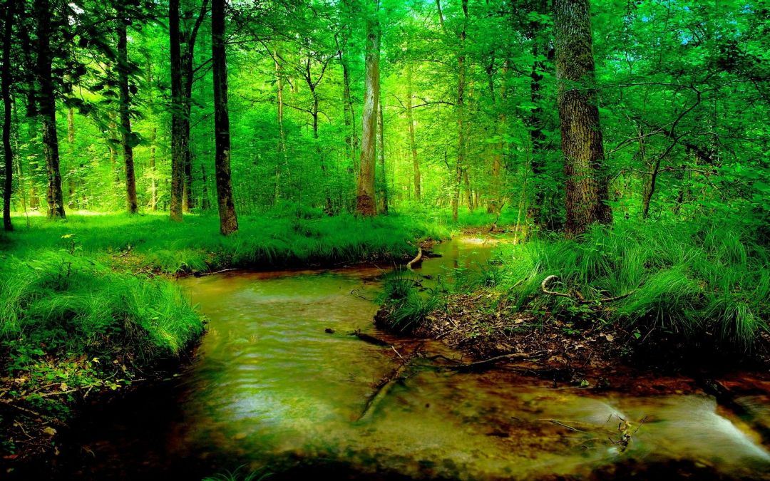 ✓[130+] River: FOREST RIVER Summer Nature Wallpaper For Desktop for HD 16:9  - Android / iPhone HD Wallpaper Background Download (png / jpg) (2023)