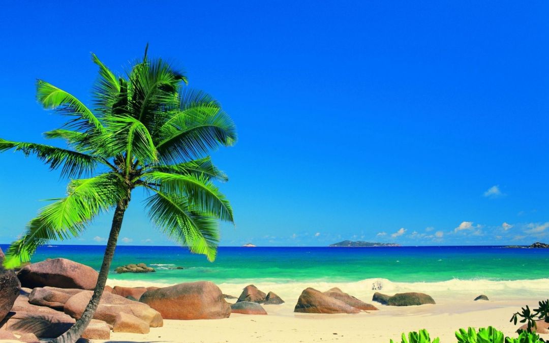 ✓[110+] Excellent Palm Tree Landscape Sand Landscapes Ocean Sea Trees Sky -  Android / iPhone HD Wallpaper Background Download (png / jpg) (2023)