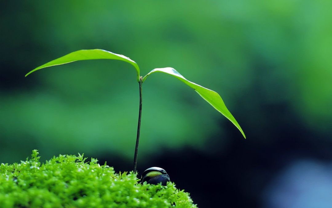 ✓[125+] nature plant green zen HD wallpaper - Android / iPhone HD Wallpaper  Background Download (png / jpg) (2023)