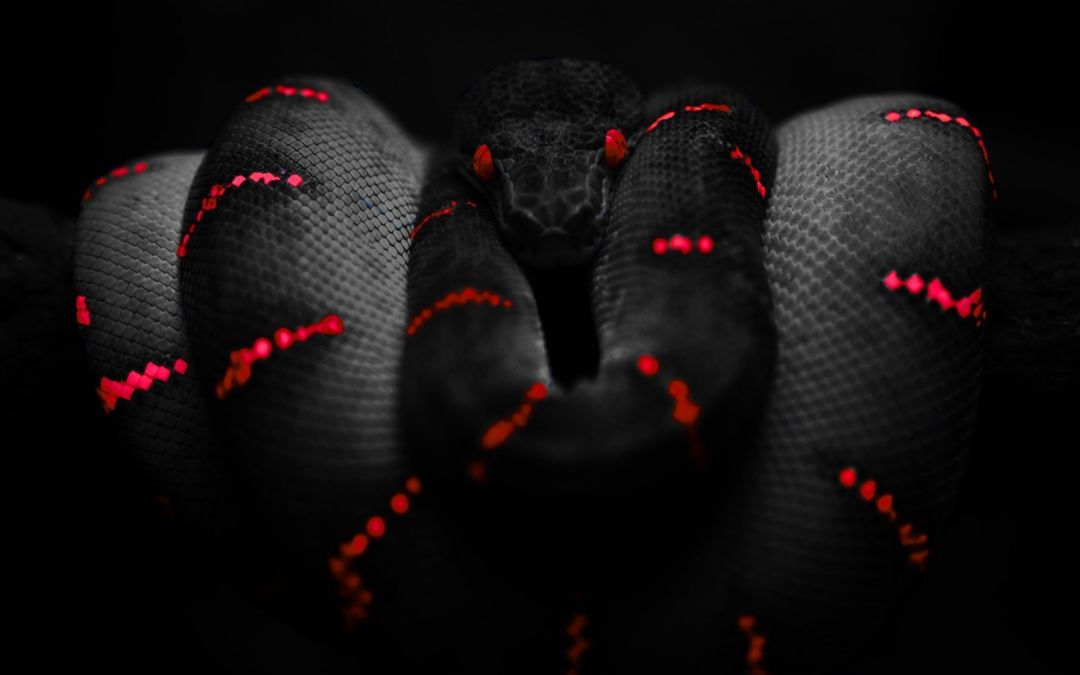 ✓[110+] Download Wallpaper, Download 1680x1050 black snake red snakes -  Android / iPhone HD Wallpaper Background Download (png / jpg) (2023)