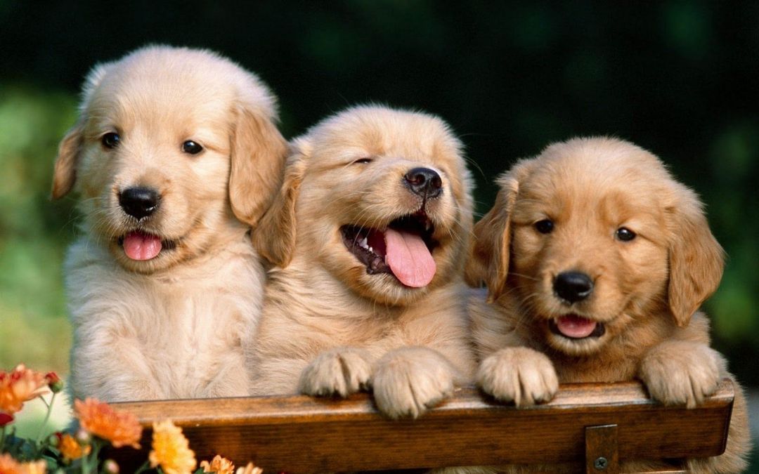 ✓[100+] Cute Puppies Photo Dog Wallpaper Background. Dogs Wallpaper -  Android / iPhone HD Wallpaper Background Download (png / jpg) (2023)