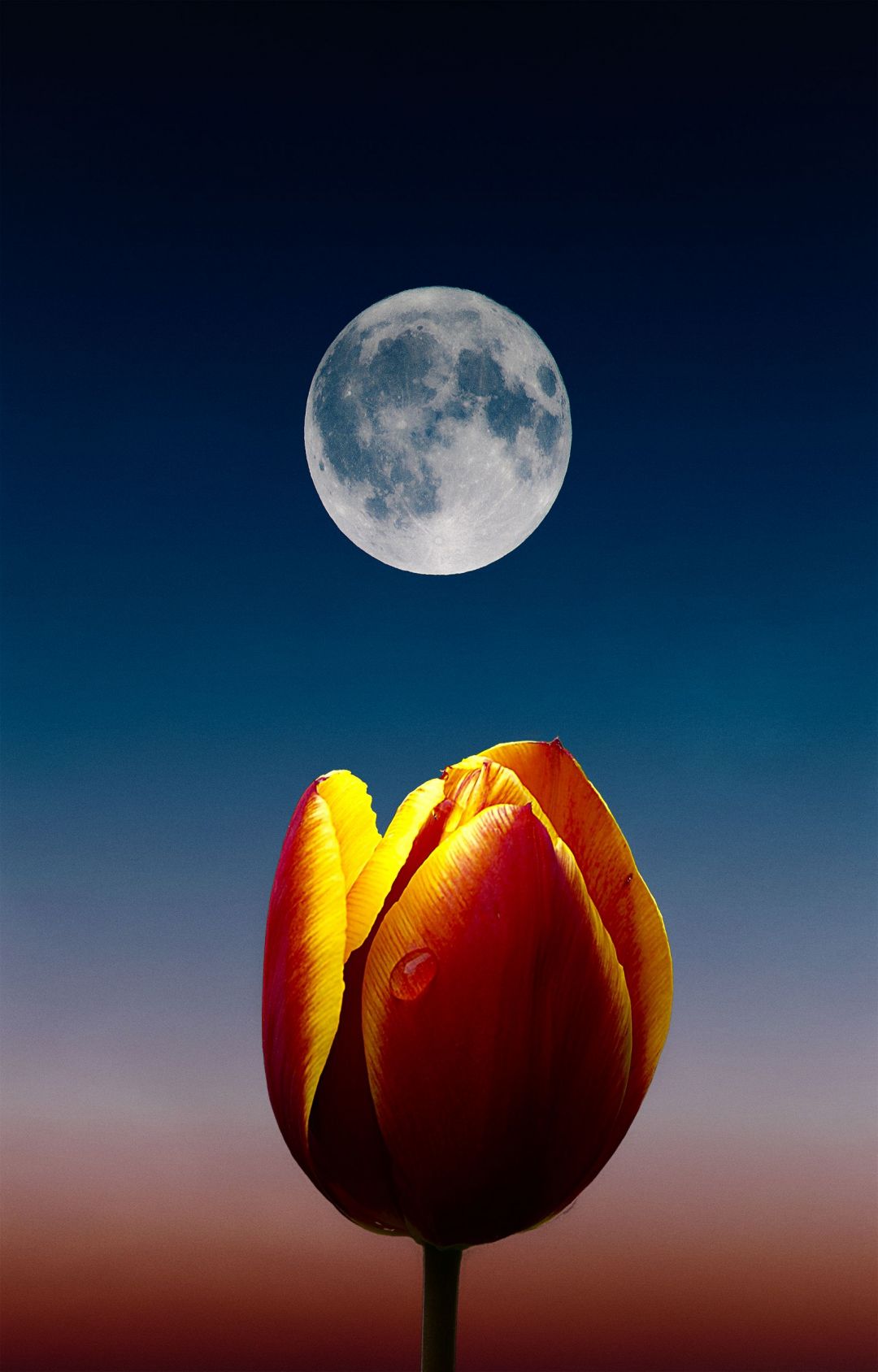 ✓[175+] Phone Wallpaper HD Moon & Flower Best Pic NSempire - Android /  iPhone HD Wallpaper Background Download (png / jpg) (2023)