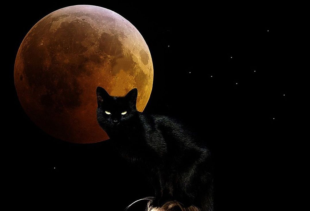 ✓[95+] CGI Black Cat Full Moon Phone Tablet Wallpaper - Android / iPhone HD  Wallpaper Background Download (png / jpg) (2023)